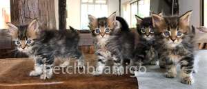mainecoon cats1