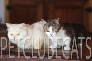 MUNCHKIN CAT ESPIRITUAL PROTECTOR 