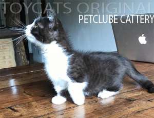 toy cats original petclube mini gato