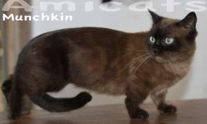 munchkin cat Amicats Breeder Gatil