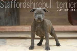 baby staffordshire blue Petclube