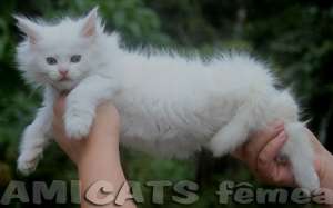 maine coon amicat&acute;s